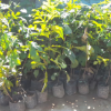 Hadabima Tree Plantation  program 2021.12.01