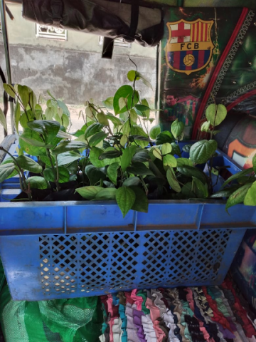samurdhi plant donation