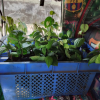 samurdhi plant donation