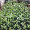 samurdhi plant donation