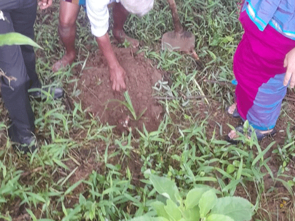 flax planting
