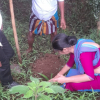 flax planting