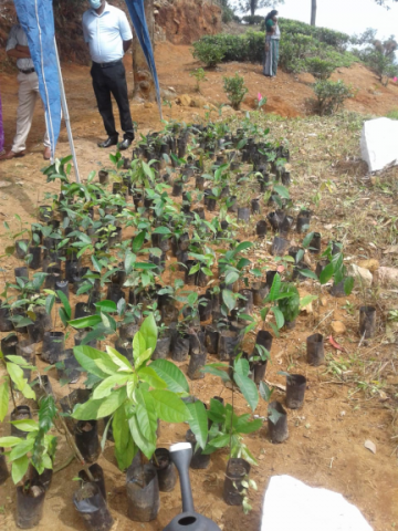 Hanthaha Fruit plantation