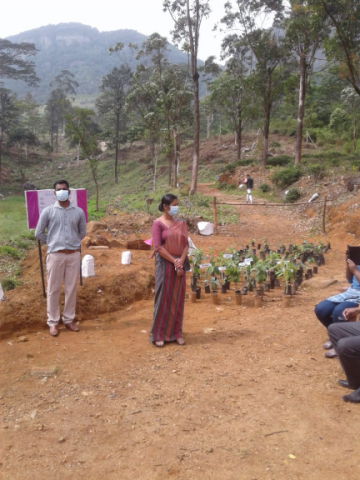 Hanthaha Fruit plantation