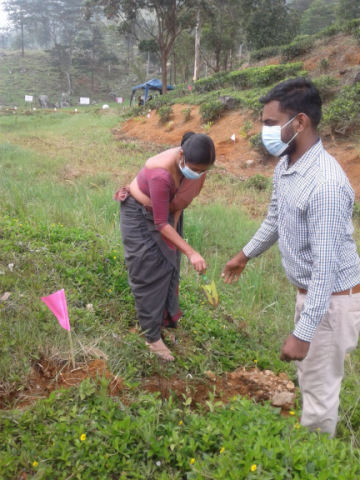 Hanthaha Fruit plantation