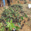 Hanthaha Fruit plantation